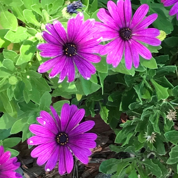 Meet your Posher, Alicia - Picture 1 of 1